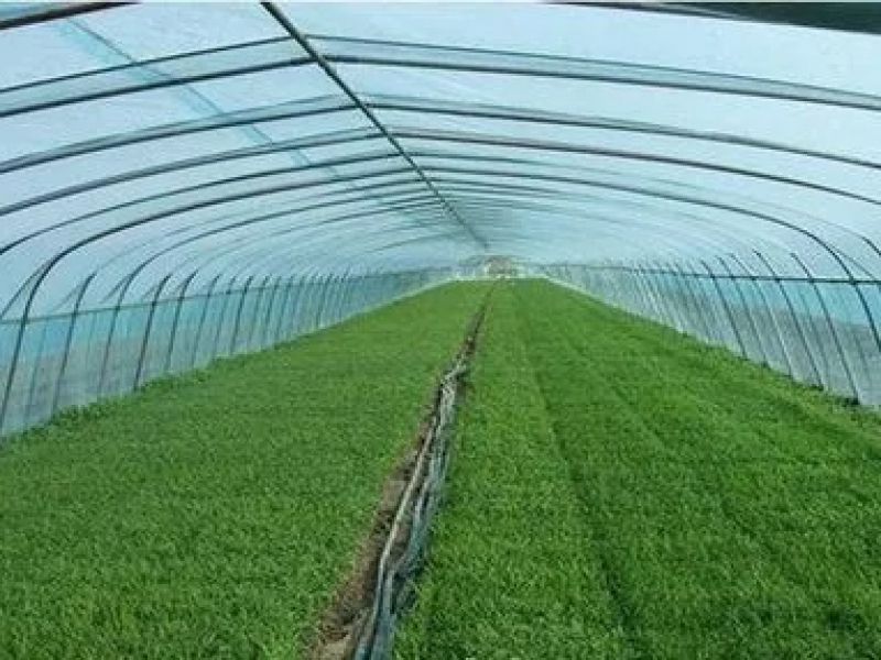 花卉專用膜